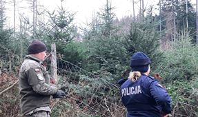 Policjanci powiatu kłodzkiego wspólnie ze Strażnikami Leśnymi patrolują lasy. Szczególną uwagę zwracają na nielegalną wycinkę choinek