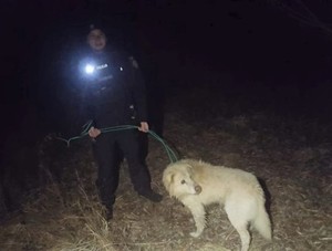 Policjant w mundurze trzyma psa na smyczy