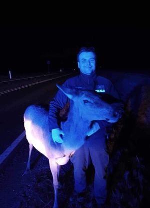 policjant trzyma młodego jelonka, zdjęcie wykonane przy drodze w nocy