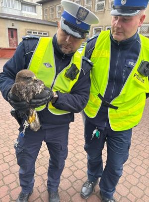 policjant trzyma myszołowa w rękach obok stoi drugi policjant