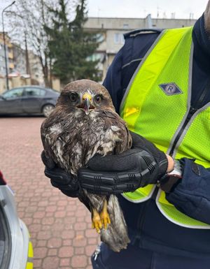 policjant trzyma myszołowa w rękach