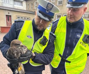 policjant trzyma myszołowa w rękach obok stoi drugi policjant w tle widać budynek fragment