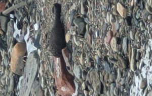 BEZPIECZEŃSTWO PRZEDE WSZYSTKIM - POLICJANCI ZABEZPIECZAJĄ NIEBEZPIECZNY POCISK