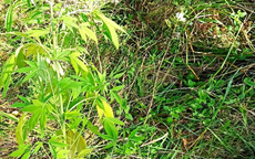 Policjanci ujawnili uprawę marihuany – zabezpieczyli 13 krzewów
